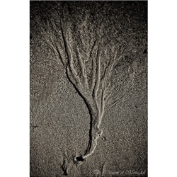 dailyPhoto37